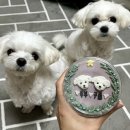 놀면멍하냥 | [강아지수제케이크] ‘ 놀면멍하냥 ‘ 강아지 미니케이크 배송/주문 제작 후기