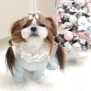 러브스 엘레강스 | 귀여운 강아지 옷 셔리러브스잇 , 강아지 올인원