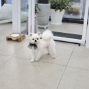 보들하이 이미지