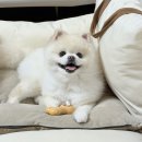[디돌이야의 여름향수 추천 로에베 아이레수 틸레사 오드 뜨왈렛] 🌟 스페인 쇼핑 리빙 뷰티 하울 찐 후기