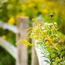 골든13(Golden13) 이미지