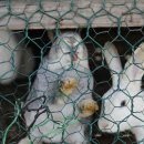 선돌이네 이미지