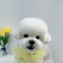단비네 애견미용 이미지