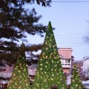 황골로 | 원주 크리스마스 카페 사진정원 포토존 인생샷 후기