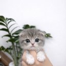 도그플러스동물병원 이미지