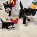 경주시 동물사랑보호센터 동물병원 이미지