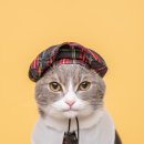 봉구랑 도도 이미지