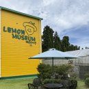 레몬뮤지엄(Lemon Museum)