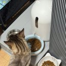 크리시움타워1 | 페키움 스마트 자동 급식기, 고양이 강아지 알러지 방지 식기 내돈내산 실제사용 후기