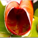 서오지리연꽃마을 이미지