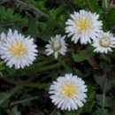 하얀민들레 이미지