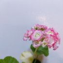 블러썸 이미지