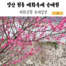 양산배내골 사과정보화마을 | 양산 원동 매화축제 아이랑 순매원