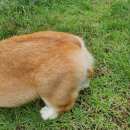 코기절미 이미지