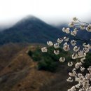 산의향기 이미지