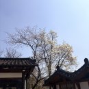 카페 무제 | 창녕 카페 무제커피 벚꽃길 한옥카페 버터떡