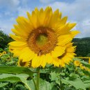 해바라기-청춘(1) 이미지