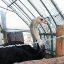 대관령 아기동물농장 이미지