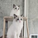 달래캐터리 이미지