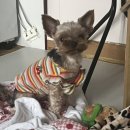 털뭉탱이 이미지