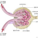 사구체[glomerulus, 絲球體] 이미지