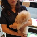 도그애견샵 이미지