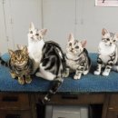 라마지샤 이미지