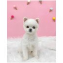 숭구리댕댕 이미지