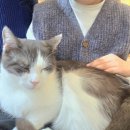 다람이마을 | 서울 고양이 카페 길고양이 마을 성수협력점, 고양이들과 교감하며 힐링한 아이와 함께 성수 실내 놀거리