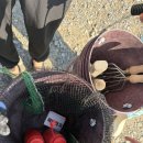 몽산포레져 | (태안-여행)마검포레저하우스 갯벌체험 후기 / 맛조개 잡기 팁 (방문일 26년5월30일~31일)