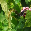 무주화원 이미지