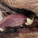 한일피앤피 - 화성시 | 강아지 치석제거후 발치, 7살 말티즈 스켈링 후기, P&P동물병원