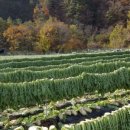 윤주농장 이미지