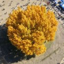 어휴 원주 반계리 은행나무 유명해지니깐 이미지