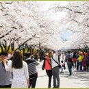 ♣4/1(토)경주 남산과 보문단지 벚꽃 축제(스탬프) 이미지