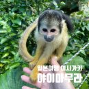 돌담장식당 | 이시가키 아이랑 갈만한곳 야이마무라 버스타고 다녀온 후기