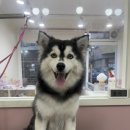 트리몽 이미지