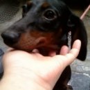 코코 반려견샵 이미지