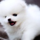 몽실몽실 이미지