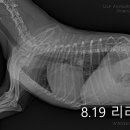 리라동물병원 이미지