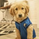 더펫미용실 이미지