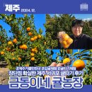 [금동이네귤농장] 제주 서귀포 12월 감귤체험 장단점 내돈내산 후기