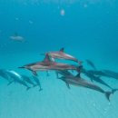 해양레져민박 | 프리미엄! 선셋 스노클링] 거북이 스노클링+5종 해양+선셋크루즈 여행계획 있다면, 마이리얼트립 10월...