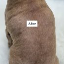 댕그루루 이미지