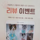소나캣 이미지