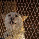 진도개영농조합 이미지