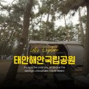 [태안] 아이와 가볼만한 곳 몽산포야영장 캠핑장 시설 이용후기 몽산포해수욕장