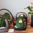 한진청과 이미지