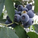 쌍치 농장 이미지