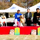 서울애견 이미지